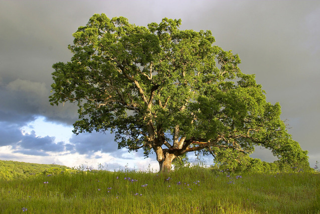 the real importance of trees in our life