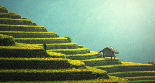 the real importance of green revolution