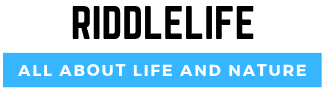 riddlelife