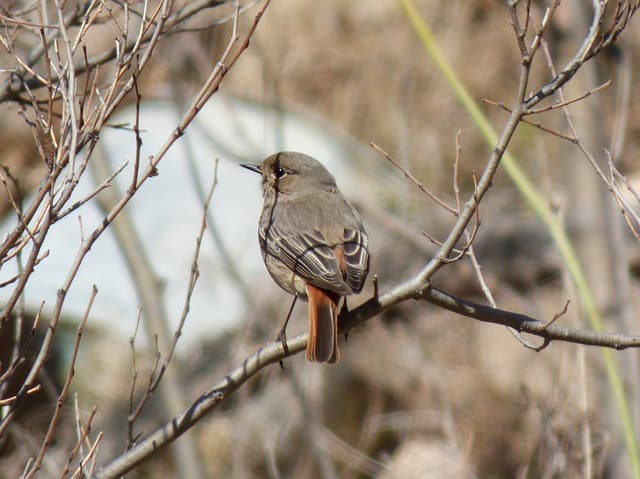 effects of air pollution on birds