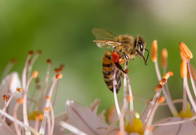 effects of insects on the environment